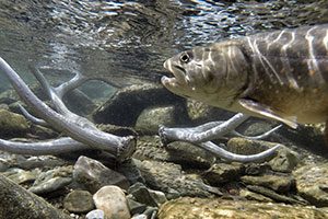 Native Bull Trout seen from underwater